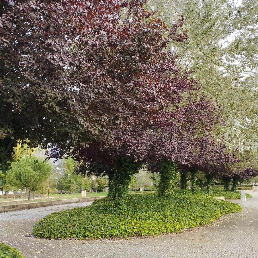 Sertã Casa Flor De Mel 아파트 외부 사진